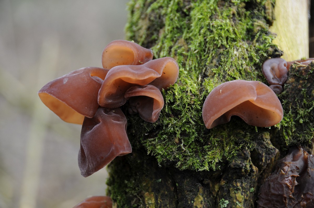 Onlayn tualetga qarash porno Yakuniy orgimchak odam multfilmidan porno